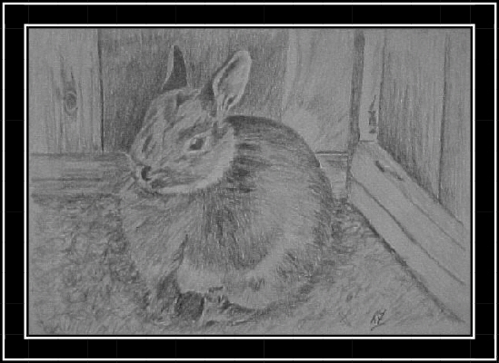 Dusty the rabbit